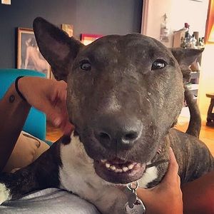 Meet your Posher, Balthazar